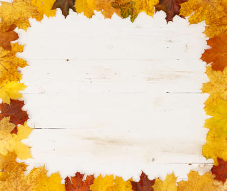 Many colored maple leaves lie on a white textured wooden table. Frame of autumn leaves. Copy space...