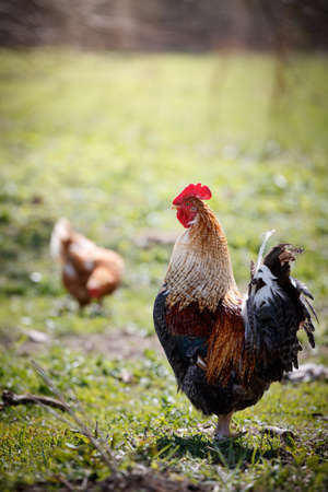 Bright colorful rooster guards his hens from strangers. Free roosters and chicken walks around the...