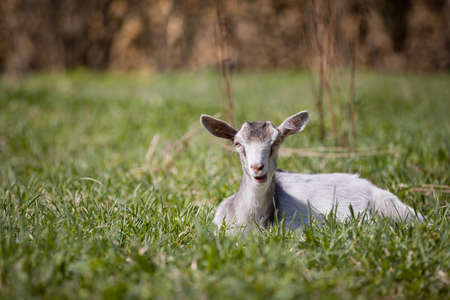 A young white goat lies in the green grass in the meadow on a sunny warm day. A goat grazes freely on a farmの写真素材