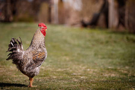 Bright colorful rooster walks around the farm. A rooster guards his hens from strangers. Free...