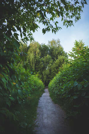 Narrow path in the park between the bushes. Trees and evening sky in the background. Great weather...