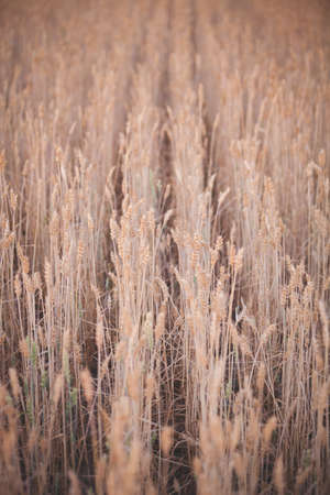 Top view on a wheat field during sunset. Rye ripens in a rural meadow. Agriculture. A rich harvest of wheat. Toningの写真素材
