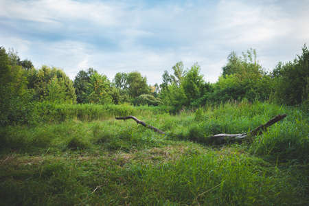 Landscape on the lawn with green grass and an old dry snag. Forest and evening sky in the background. Rural landscape. Tinting and artificial noiseの写真素材