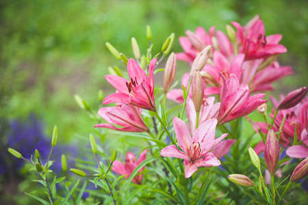 Bush with lily flowers in the summer garden. Beautiful pink lily flowers on a green background....