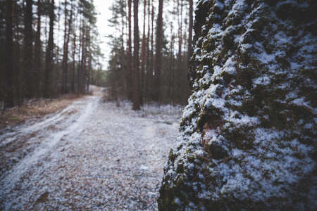 Closeup of a tree trunk with snowy bark and moss with a road and spring sunny forest in the background. The concept of the beginning of springの写真素材