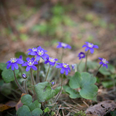 Beautiful snowdrops growing in the forest. The first spring flowers. The beginning of spring in the...