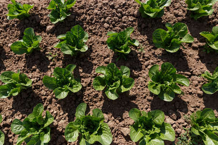 Top view on fresh green young plants of Chinese cabbage on a sunny day. Agriculture. Growing organic...