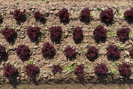 Young plants of red lettuce leaves on a garden bed on a vegetable field. Lollo Rossa Lettuce leaves...