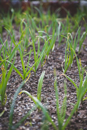 Sprouts of young garlic on a garden bed in a warm sunny day. Gardening in the village. Growing Garlic with Natural Organic Fertilizersの写真素材