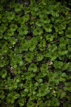 Top view on wild-growing multi-planting Saxifrage paniculata. Sprouts of wild plants in the garden on a bed in a warm spring day.の写真素材