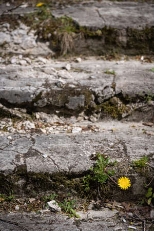 Old ruined staircase leading up the slope. A close-up of an abandoned falling apart ladder in a natural park with a yellow daisy in the foreground.の写真素材