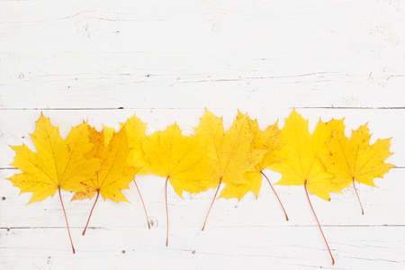 Yellow maple leaves lie in the center of the wooden table. Top view on maple leaves. Autumn conceptの写真素材