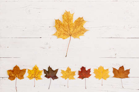 Maple leaves of different colors lie on the bottom edge of a wooden table. A large maple leaf is in the center. Top view on maple leaves. Autumn conceptの写真素材