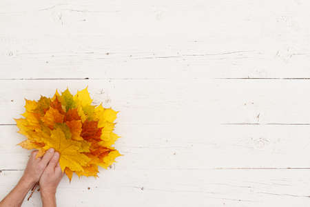 A lot of painted maple leaves in the hands of a man on the background of a white textured wooden...
