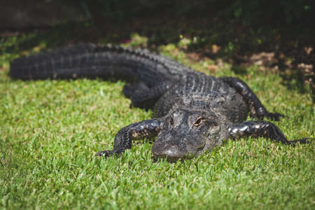 A huge aligator on the lawn on a warm sunny day. The crocodile got out of the water and sunbathing. Florida Everglades Natural Parkの写真素材