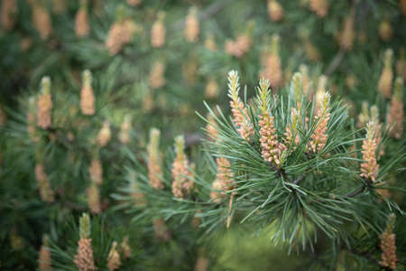 Young shoots on pine branches. Fresh shoots on the tips of pine branches close-up in spring, large needles.の写真素材