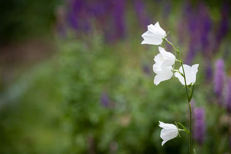 White bell garden flower. Beautiful buds of a large white bell on the lawn in the gardenの写真素材
