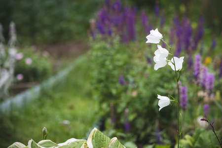 Close-up of beautiful delicate white bells, Carpathian bell. Garden bells in the garden on a sunny dayの写真素材