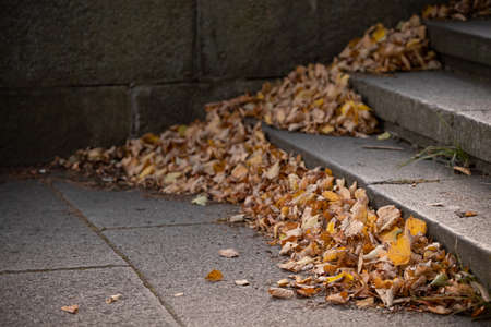 Stone stairs in the park, strewn with fallen autumn maple leaves