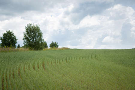 Agriculture field landscape on a sunny day. The field is sown with wheat. Green grass and blue...