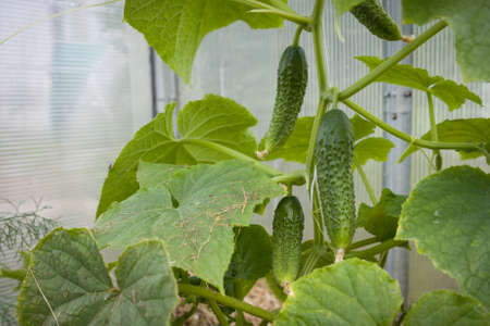 Closeup of organic cucumbers in the greenhouse. Healthy eating. Gardening and agriculture concept.の写真素材