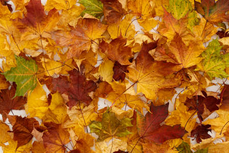 Bright multicolored maple leaves lying on wooden background. Top view of the red, orange, yellow and...