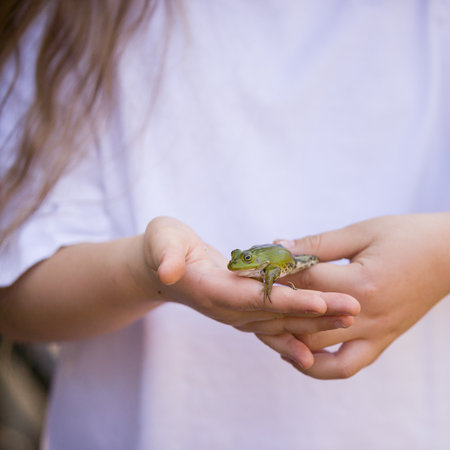 The frog is in the hands of the girl. The child is looking for fauna and is interested in studying natureの写真素材