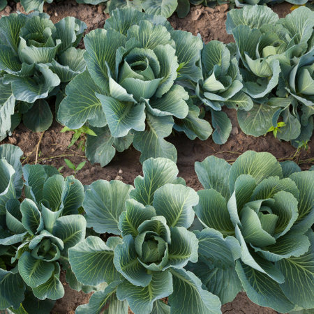 Top view on organic Cabbage. Fresh Green leaves of Cabbage in the garden. healthy eating.の写真素材