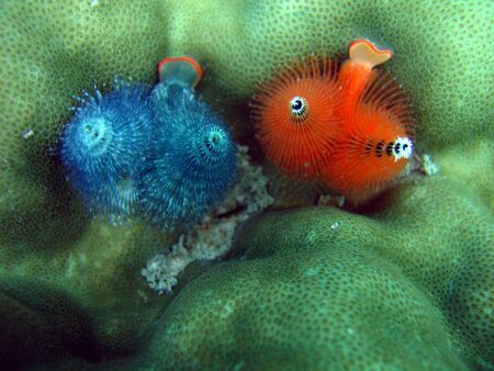 Red and blue underwater worms hiding in a coralの写真素材