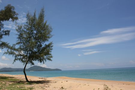 Pine tree on a sandy coast of oceanの写真素材