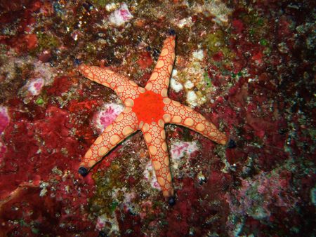 Red starfish close-up.Similan islands.の写真素材