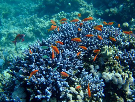 underwater landscape with Scalefin Anthias and coral の写真素材
