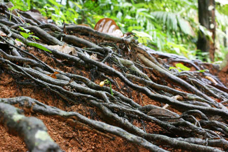 texture of the root of the old big treeの写真素材