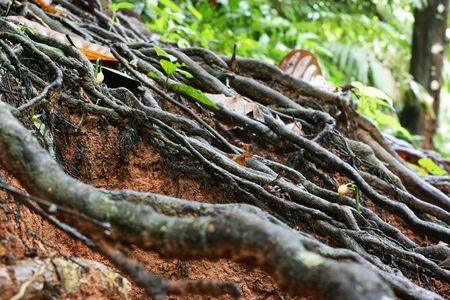 texture of the root of the raintreeの写真素材