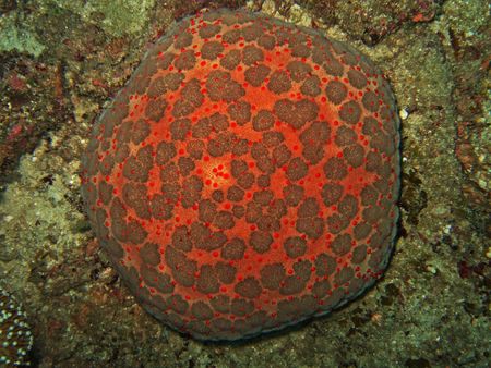 Starfish like pillow for pins. Similan islands