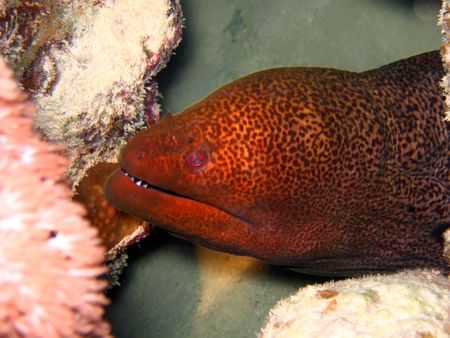Undulated Moray Eel in deep. Red sea