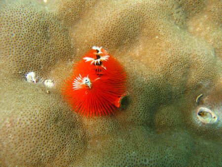 Red underwater worm hiding in a coralの写真素材