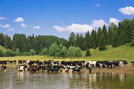 Rural landscape with herd of cowsの写真素材