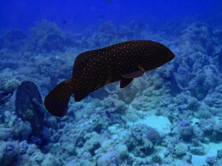 Grouper close-up.Red seaの写真素材