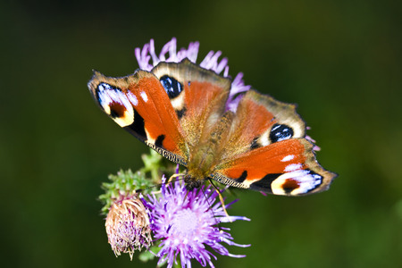 Colorful butterfly on flowerの写真素材