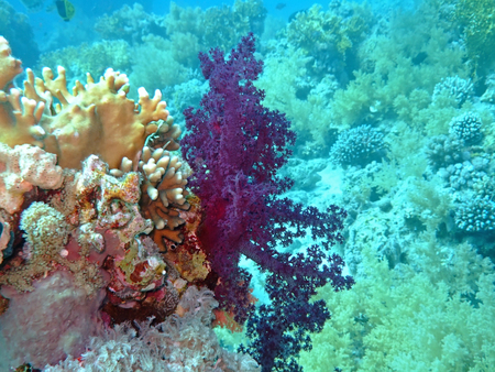 Uderwater landscape. Soft and hard coralの写真素材