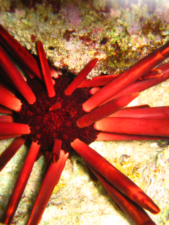 Underwater Hedgehog close-up. Red Seaの写真素材