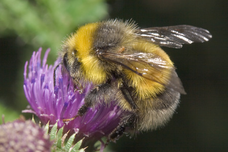 Bumblebee collecting pollen on the flowerの写真素材