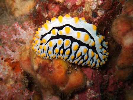 Phyllidia arabica creeping on a coral on depth