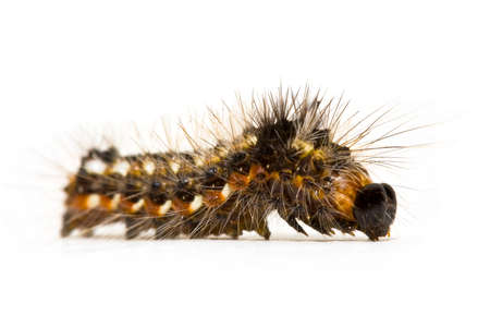 Caterpillar close-up on white backgroundの写真素材