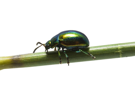 Colorful glowworm on white backgroundの写真素材