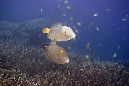 Couple of tropical fishes Half-moon Triggerfish (Sufflamen  chrysopterusmappa). Maldives. Indian...