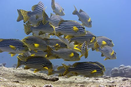 School of Tropical fishes Oriental sweetlips (Plectorhynchus Orientalis). Maldives. Indian ocean. Addu atoll.の写真素材