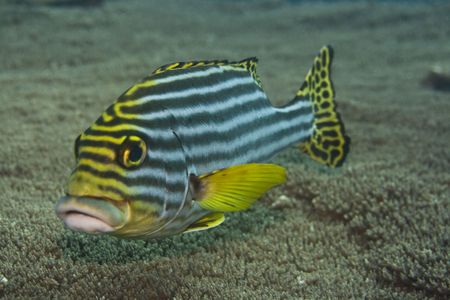 Tropical fish Oriental sweetlips (Plectorhynchus Orientalis). Maldives. Indian ocean. Addu atoll.の写真素材