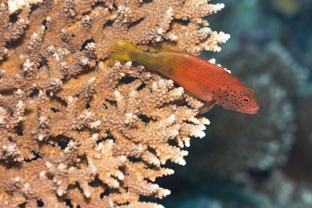 Red Howkfish (Paracirrhites Forsteri) sitting on the coral. Maldives. Indian ocean. Addu atoll.の写真素材